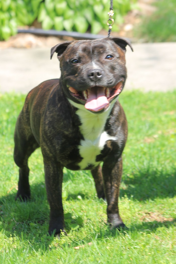 Staffordshire bull best sale terrier stud