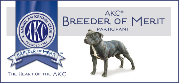 Staffordshire bull terrier sales breeder near me